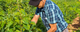 Métier : Agriculture, sylviculture, mer